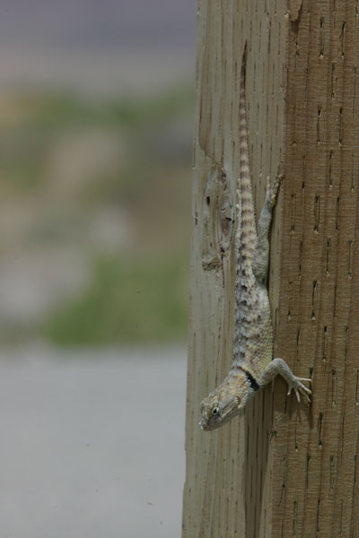 Yellow-backed Spiny Lizard (Sceloporus uniformis)