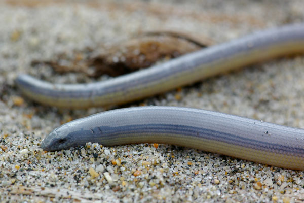 Northern Legless Lizard (Anniella pulchra)