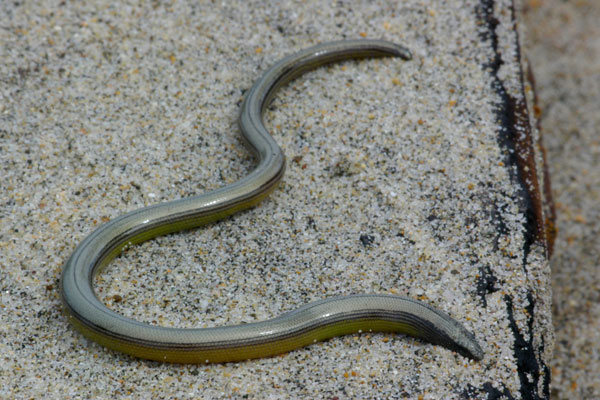 Northern Legless Lizard (Anniella pulchra)