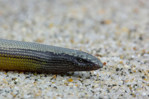 Northern Legless Lizard (Anniella pulchra)