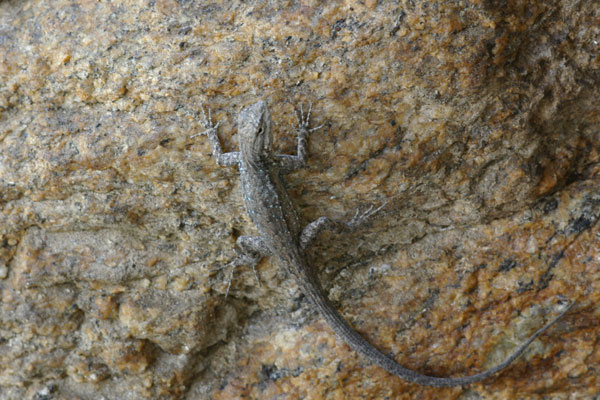 Black-tailed Brush Lizard (Urosaurus nigricauda)