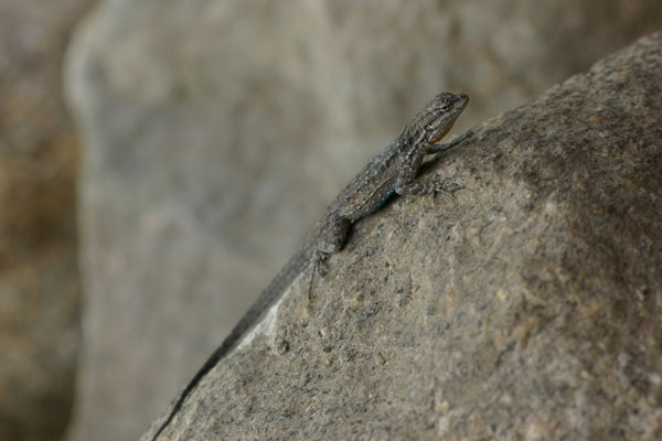 Black-tailed Brush Lizard (Urosaurus nigricauda)