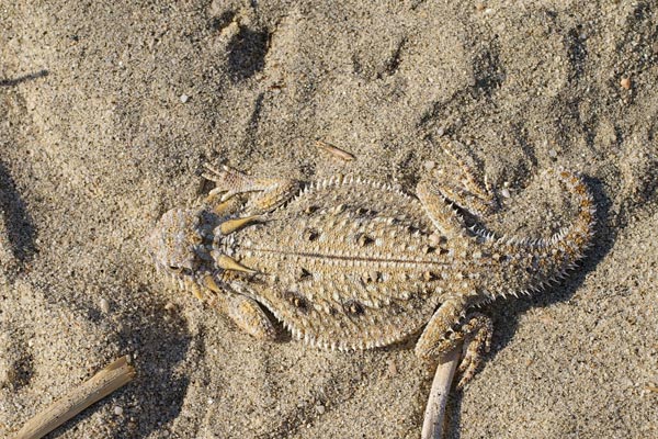 Flat-tailed Horned Lizard (Phrynosoma mcallii)