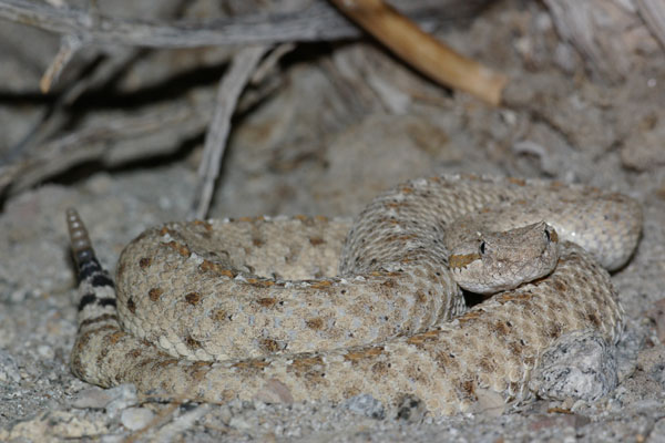 Colorado Desert Sidewinder (Crotalus cerastes laterorepens)