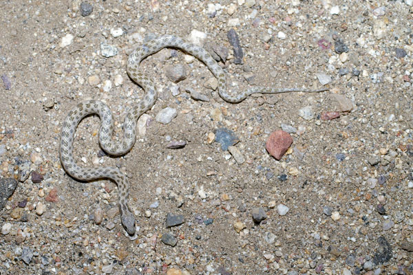 Northern Desert Nightsnake (Hypsiglena chlorophaea deserticola)