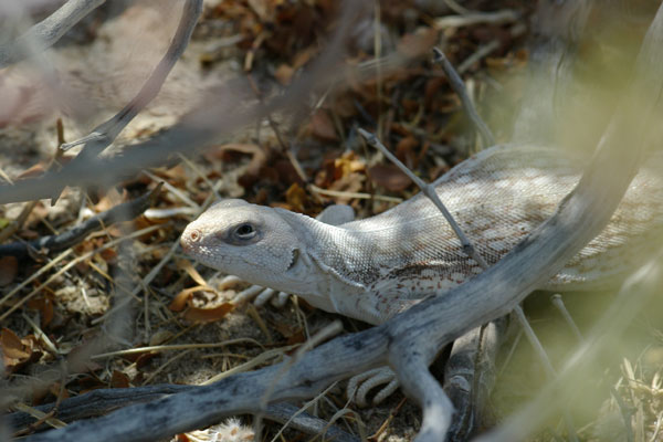 Northern Desert Iguana (Dipsosaurus dorsalis dorsalis)