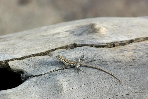 Western Side-blotched Lizard (Uta stansburiana elegans)