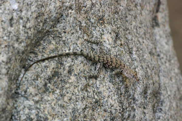 Mearns’s Rock Lizard (Petrosaurus mearnsi)