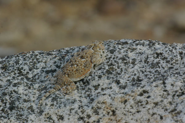 Desert Horned Lizard (Phrynosoma platyrhinos)