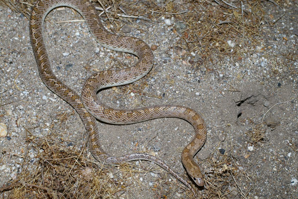 Desert Glossy Snake (Arizona elegans eburnata)