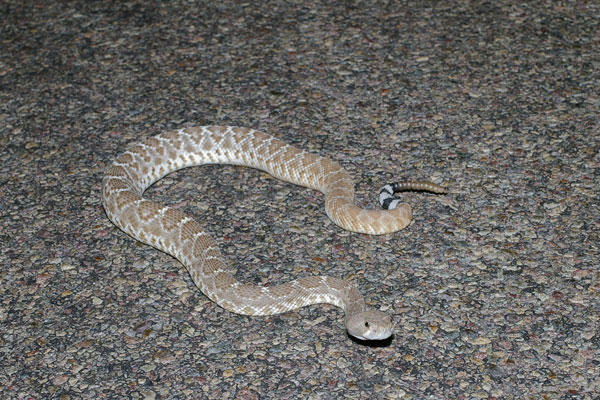 Red Diamond Rattlesnake (Crotalus ruber)