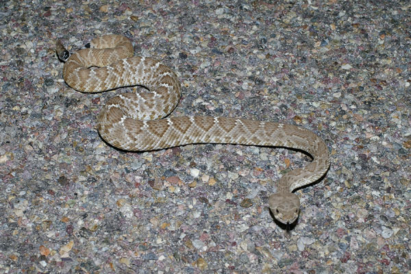 Red Diamond Rattlesnake (Crotalus ruber)