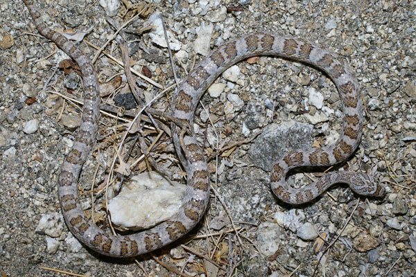 California Lyresnake (Trimorphodon lyrophanes)