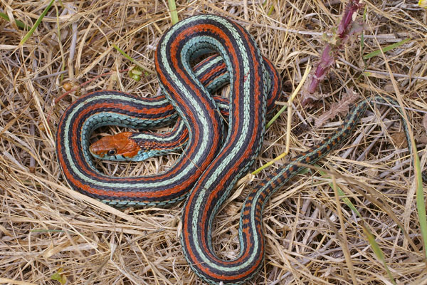 San Francisco Gartersnake (Thamnophis sirtalis tetrataenia)