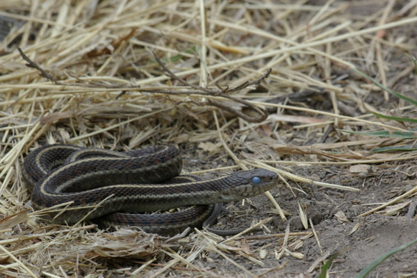 Coast Gartersnake (Thamnophis elegans terrestris)