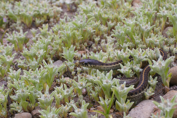 Coast Gartersnake (Thamnophis elegans terrestris)