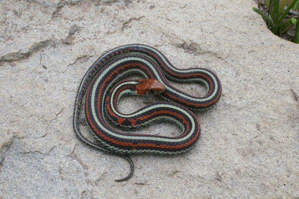 San Francisco Gartersnake (Thamnophis sirtalis tetrataenia)