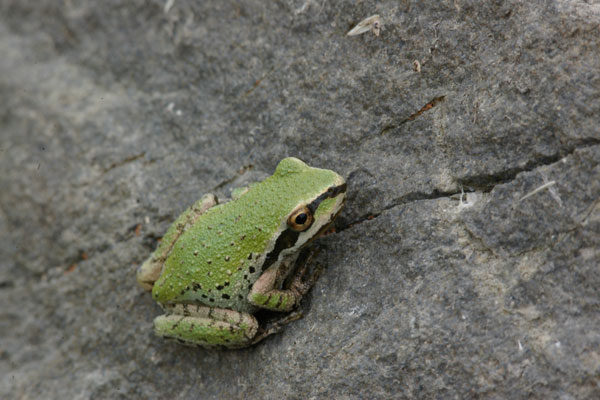 Sierran Treefrog (Pseudacris sierra)