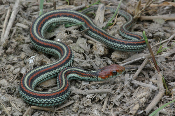 San Francisco Gartersnake (Thamnophis sirtalis tetrataenia)