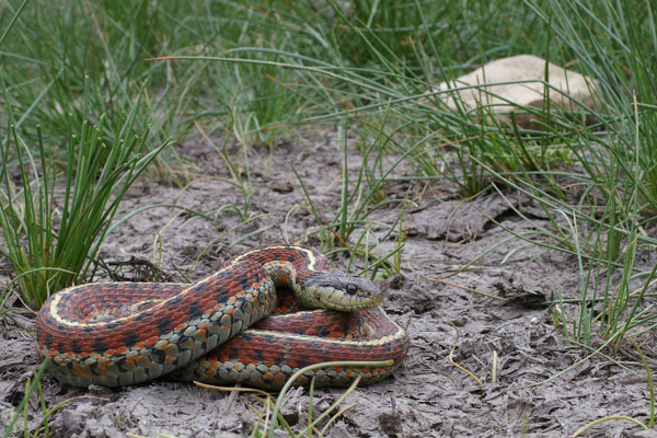 Coast Gartersnake (Thamnophis elegans terrestris)