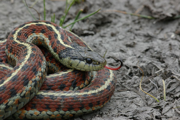 Coast Gartersnake (Thamnophis elegans terrestris)