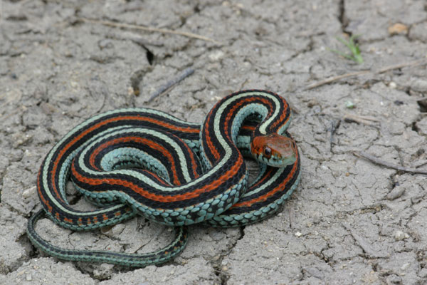 San Francisco Gartersnake (Thamnophis sirtalis tetrataenia)