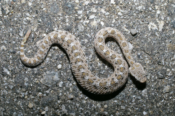 Mohave Desert Sidewinder (Crotalus cerastes cerastes)