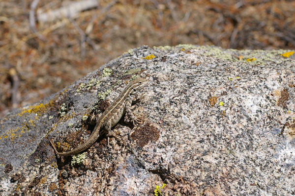 Western Sagebrush Lizard (Sceloporus graciosus gracilis)