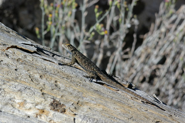 San Joaquin Fence Lizard (Sceloporus occidentalis biseriatus)