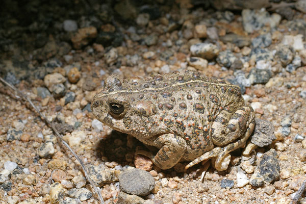 Western Toad (Anaxyrus boreas)