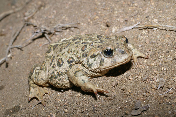 Western Toad (Anaxyrus boreas)