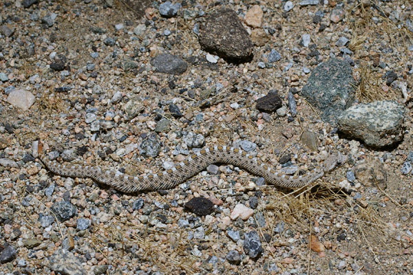 Mohave Desert Sidewinder (Crotalus cerastes cerastes)