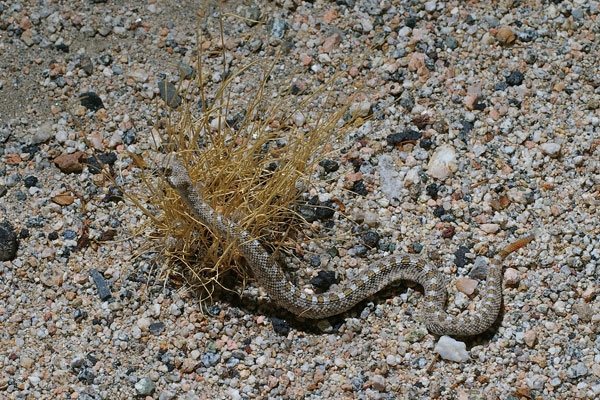 Mohave Desert Sidewinder (Crotalus cerastes cerastes)