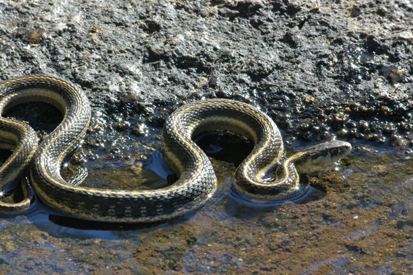 Mountain Gartersnake (Thamnophis elegans elegans)