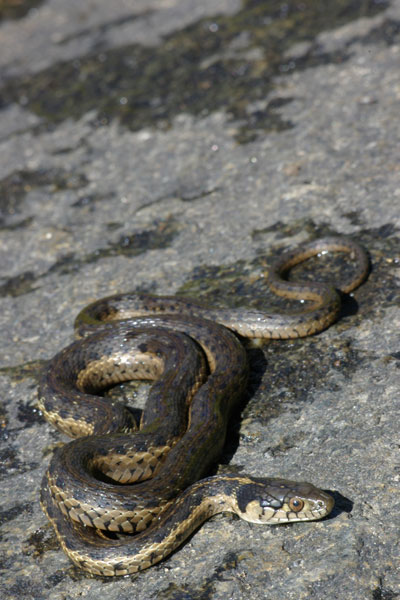 Sierra Gartersnake (Thamnophis couchii)