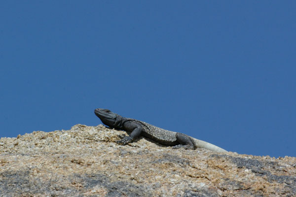 Common Chuckwalla (Sauromalus ater)