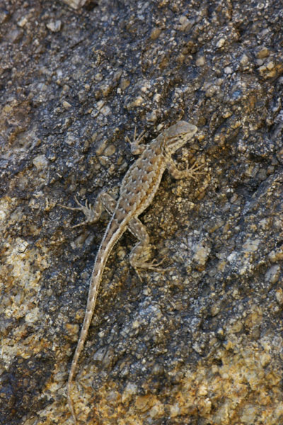 Western Side-blotched Lizard (Uta stansburiana elegans)