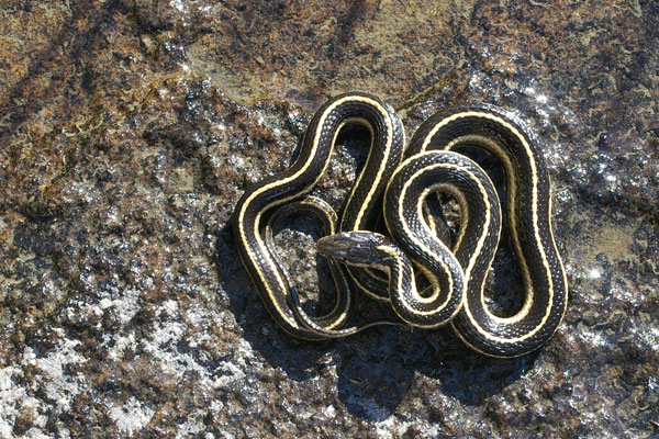 Mountain Gartersnake (Thamnophis elegans elegans)