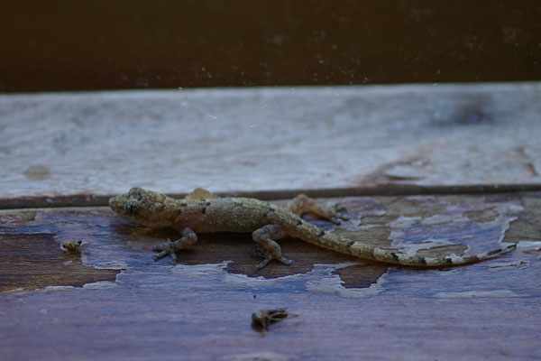 Tropical House Gecko (Hemidactylus mabouia)