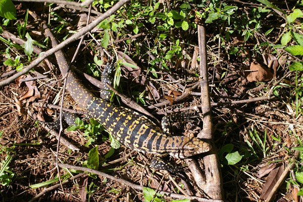 Argentine Giant Tegu  (Salvator merianae)