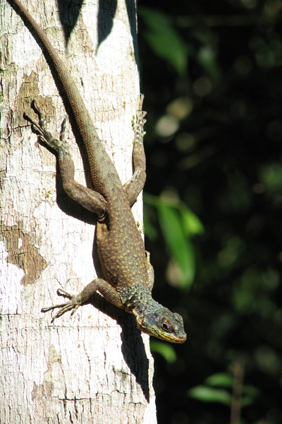 no known English name (Tropidurus catalanensis)