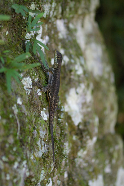 no known English name (Tropidurus catalanensis)