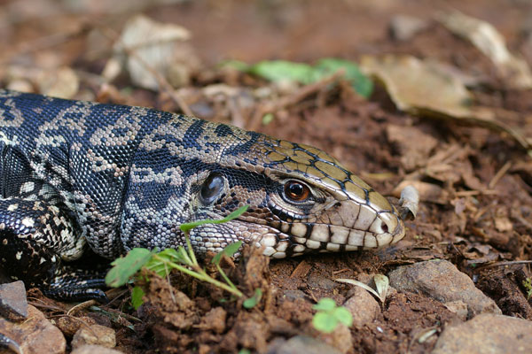 Argentine Giant Tegu  (Salvator merianae)