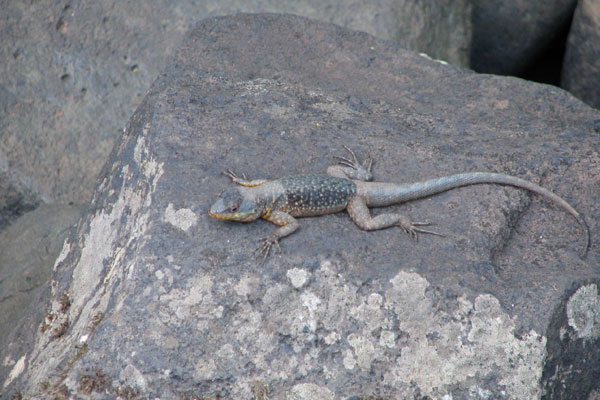 no known English name (Tropidurus catalanensis)