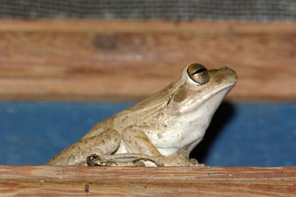 Chaco Treefrog (Boana raniceps)