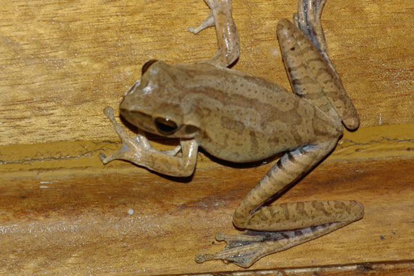 Chaco Treefrog (Boana raniceps)