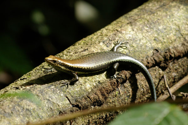 South American Spotted Skink (Copeoglossum nigropunctatum)