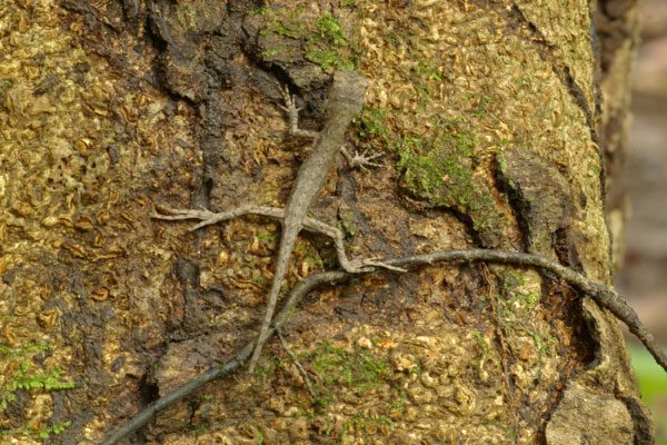 Diving Lizard (Uranoscodon superciliosus)