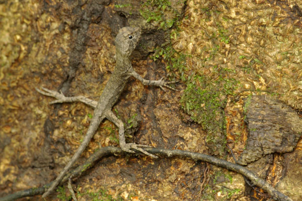 Diving Lizard (Uranoscodon superciliosus)