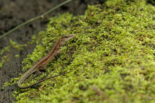 Cocha Whiptail (Kentropyx altamazonica)